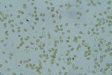Psilocybe phyllogena image