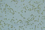 Psilocybe phyllogena image
