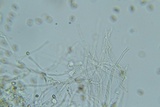 Psilocybe phyllogena image