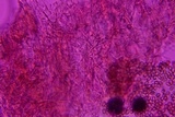 Psilocybe phyllogena image
