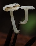 Hemimycena lactea image