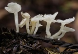 Hemimycena lactea image