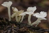 Hemimycena lactea image