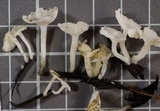 Hemimycena lactea image