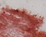 Hemimycena lactea var. tetraspora image