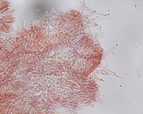 Hemimycena lactea var. tetraspora image