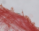 Hemimycena lactea var. tetraspora image