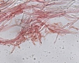Hemimycena lactea image