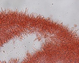 Hemimycena lactea var. tetraspora image