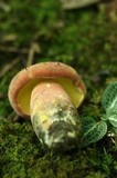 Boletus sensibilis image