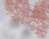 Hemimycena lactea var. tetraspora image