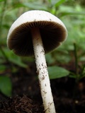 Panaeolus antillarum image