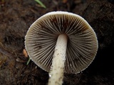 Panaeolus antillarum image