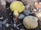 Boletus impolitus image