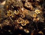 Sphaerobolus stellatus image