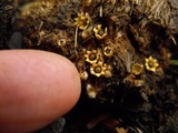 Sphaerobolus stellatus image