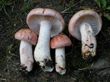 Hygrophorus erubescens image