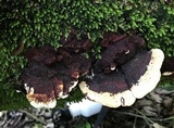 Earliella scabrosa image