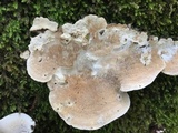 Earliella scabrosa image