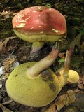 Boletus sensibilis image