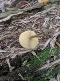 Callistosporium luteo-olivaceum image