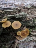 Callistosporium luteo-olivaceum image