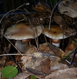 Cortinarius glutinosoarmillatus image