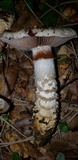 Cortinarius glutinosoarmillatus image