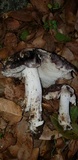 Tricholoma griseoviolaceum image