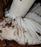 Tricholoma griseoviolaceum image