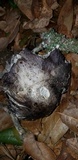 Tricholoma griseoviolaceum image