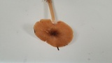 Pluteus leoninus image