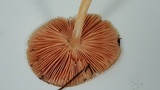 Pluteus leoninus image