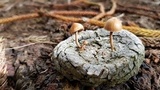 Psilocybe coprophila image