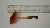 Pluteus leoninus image