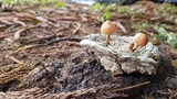 Psilocybe coprophila image