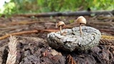 Psilocybe coprophila image