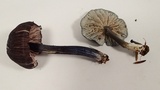 Leptonia cyanea image
