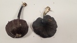 Leptonia cyanea image