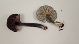 Leptonia cyanea image