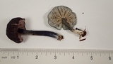 Leptonia cyanea image