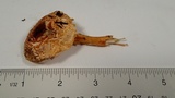 Lepiota magnispora image