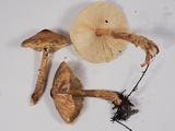 Lepiota magnispora image