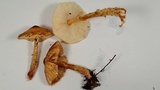 Lepiota magnispora image