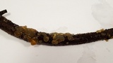 Myxarium nucleatum image