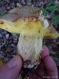 Boletus impolitus image