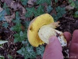Boletus impolitus image