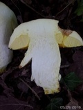 Boletus impolitus image