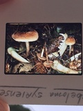 Hebeloma syrjense image