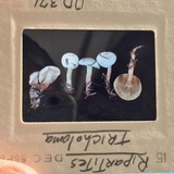 Ripartites tricholoma image
